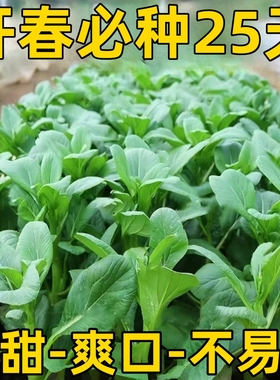 【20天采收】四季菜心种子四九甜菜心种子广东青菜籽盆栽2025新种