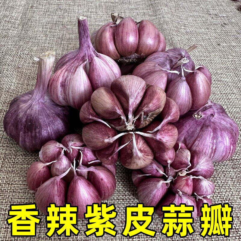紫皮小蒜瓣蒜头蒜籽2024年新鲜疏菜大理红蒜米土香蒜瓣干大蒜种植