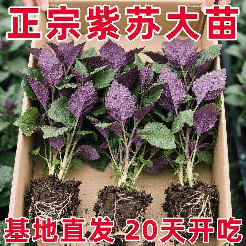新鲜20棵紫苏苗带发货现摘现发农家幼苗苗可阳台盆栽可食用