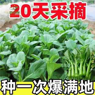 菜心种盆栽四九甜菜心籽割了又长青菜籽蔬菜种籽 四季 20天采摘