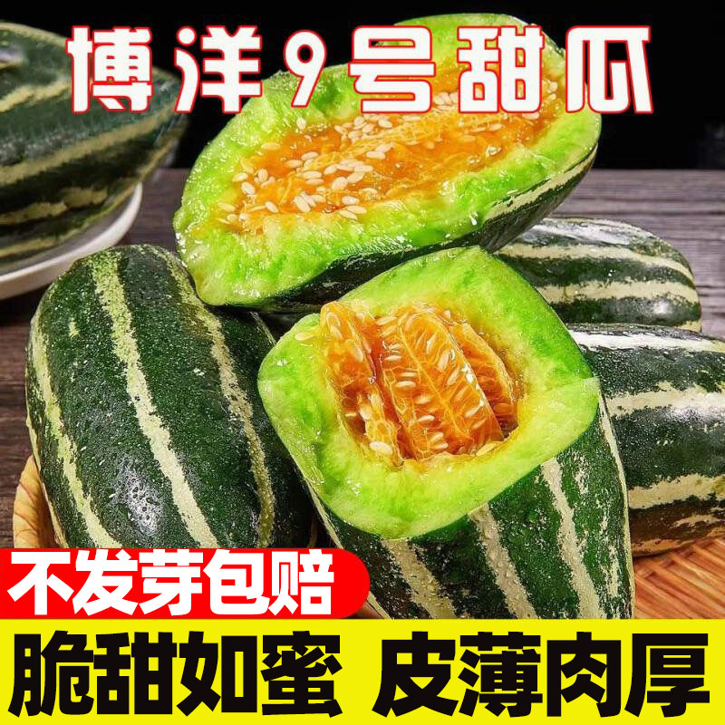 博洋九号甜瓜种籽脆甜多汁早熟高产花皮香瓜种籽农家菜园大田种植