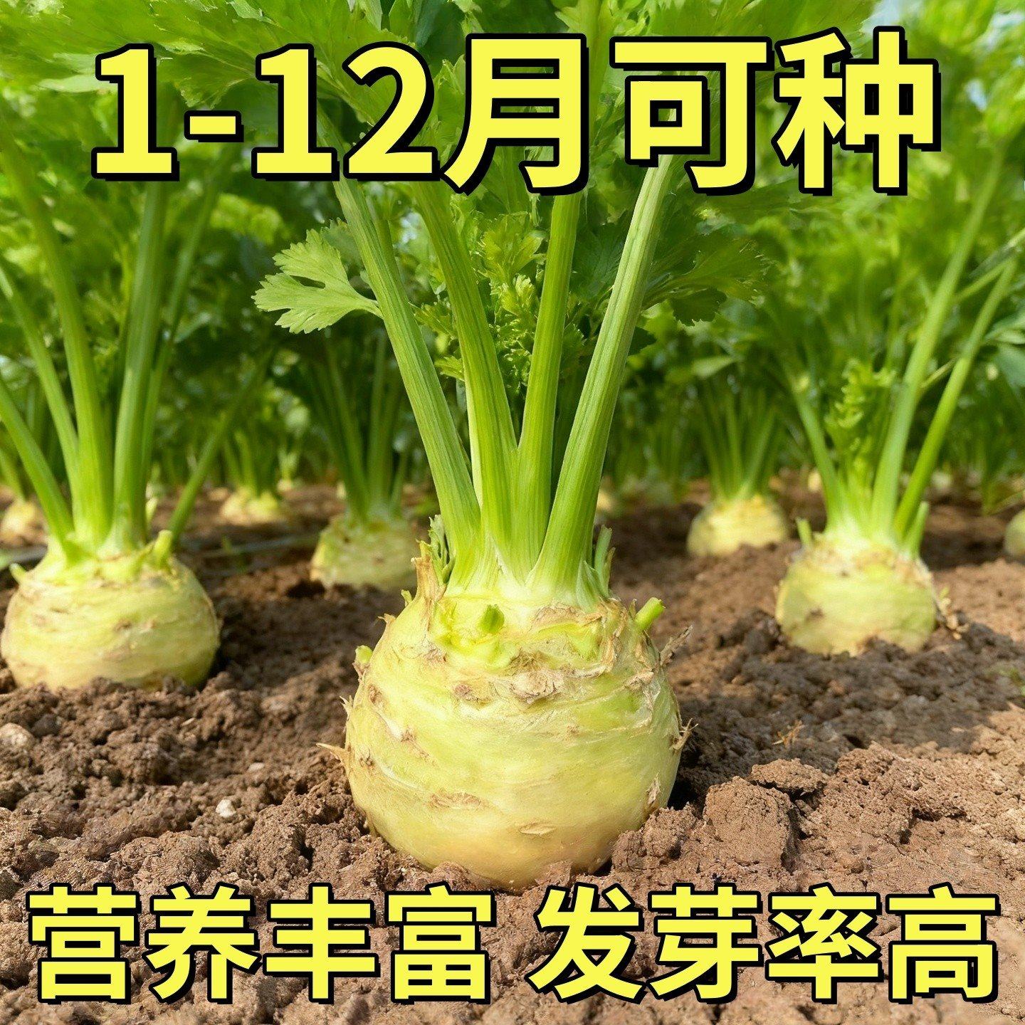 根芹球根芹疙瘩山东地中海根芹耐寒秋冬蔬菜正宗根芹老桩阳台种球,鲜花速递/花卉仿真/绿植园艺,红掌/凤梨/温室花卉,淘宝优惠券,粉丝福利购,淘宝优惠卷