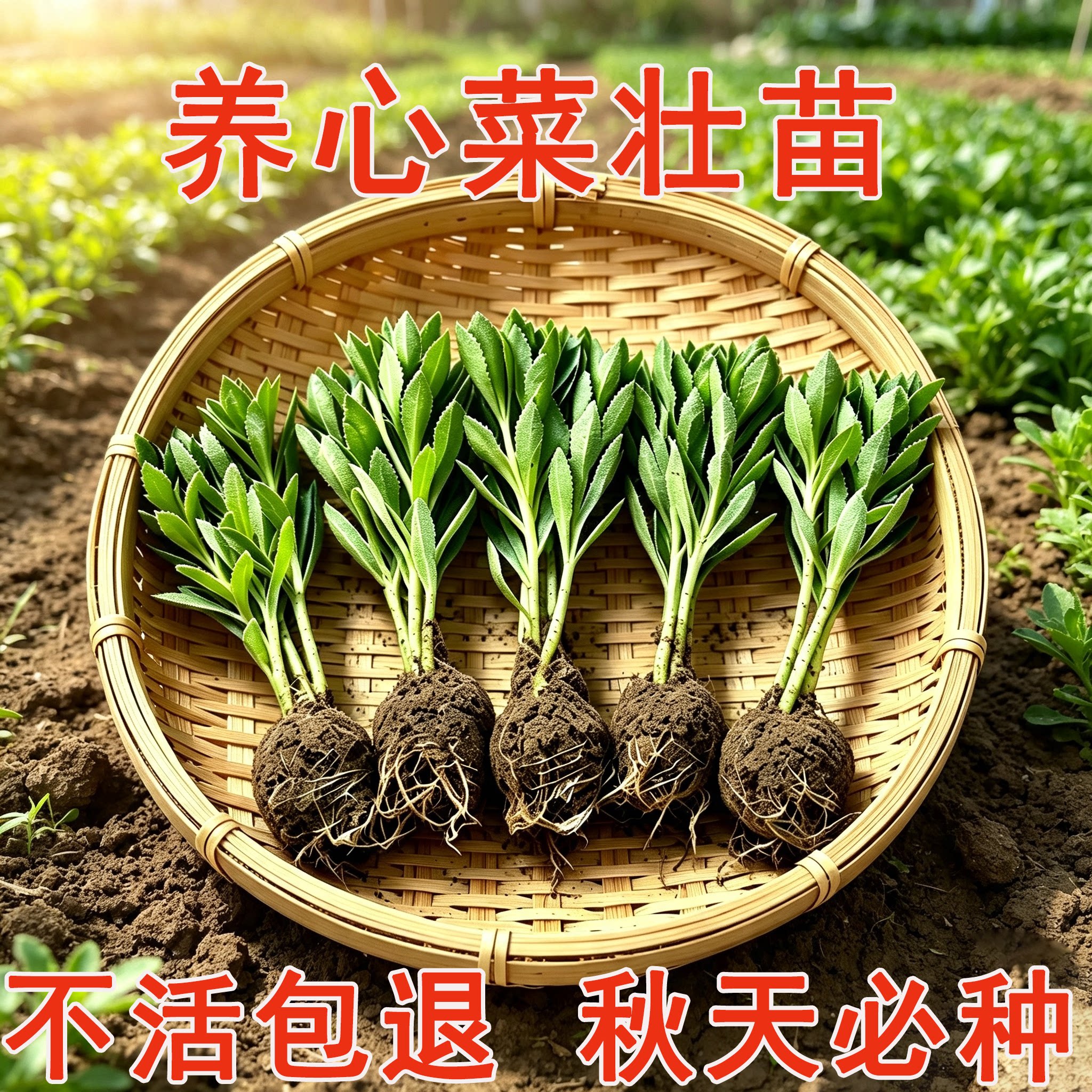 高钙养心菜种苗盆栽蔬菜苗带土球救心菜土三七室内外种植易活