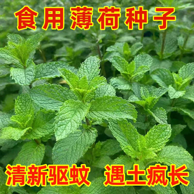 云南薄荷种子可食用薄荷柠檬香水留兰香种籽四季种植庭院盆栽种苗