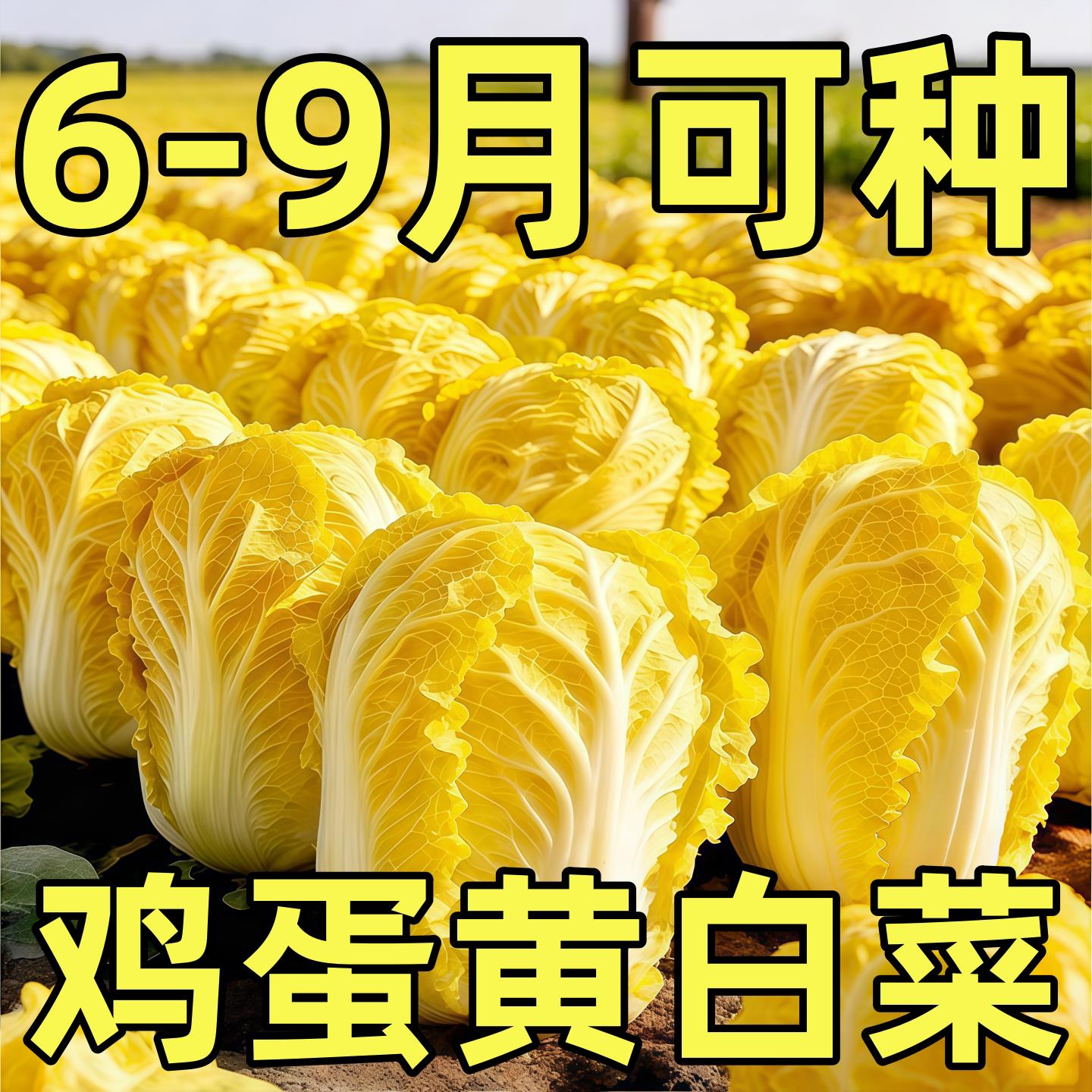 鸡蛋黄奶油白菜种子耐热四季黄心白菜种籽秋鸭蛋黄包心大白菜种孑