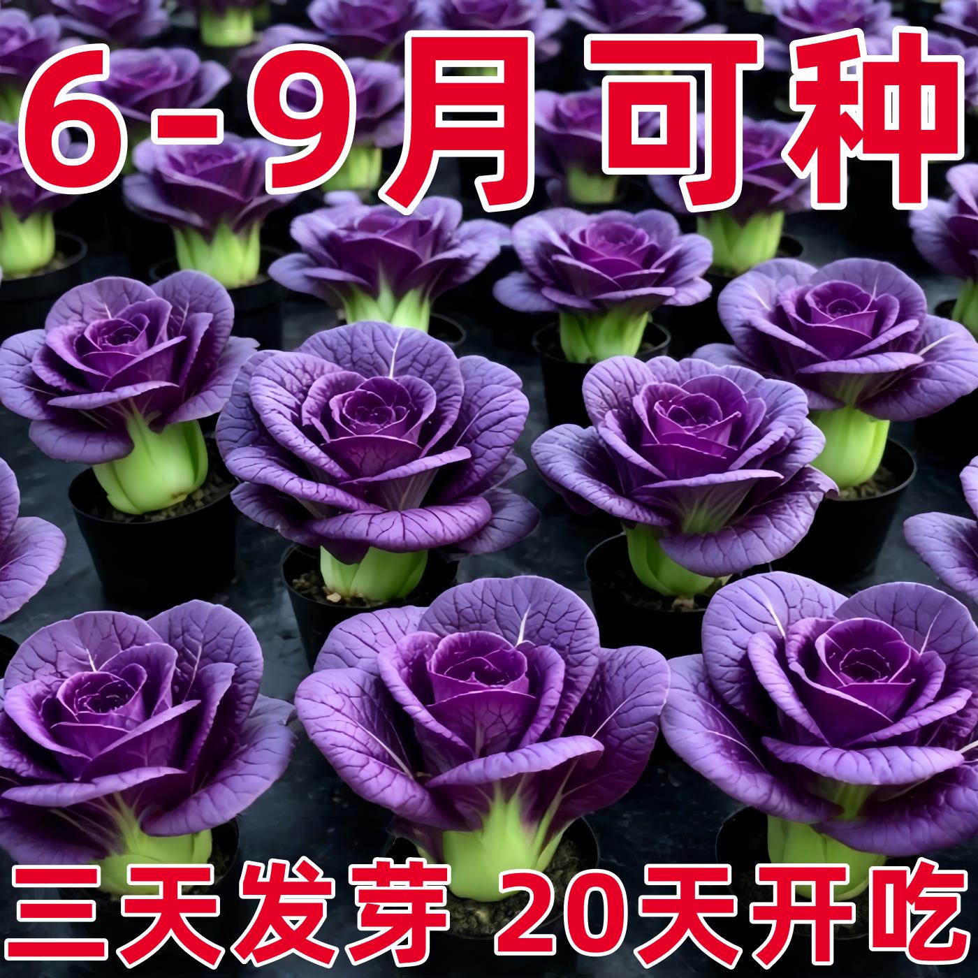 紫油菜苗紫罗兰青菜速生油菜种苗四季阳台春夏秋冬菜园青梗小青菜