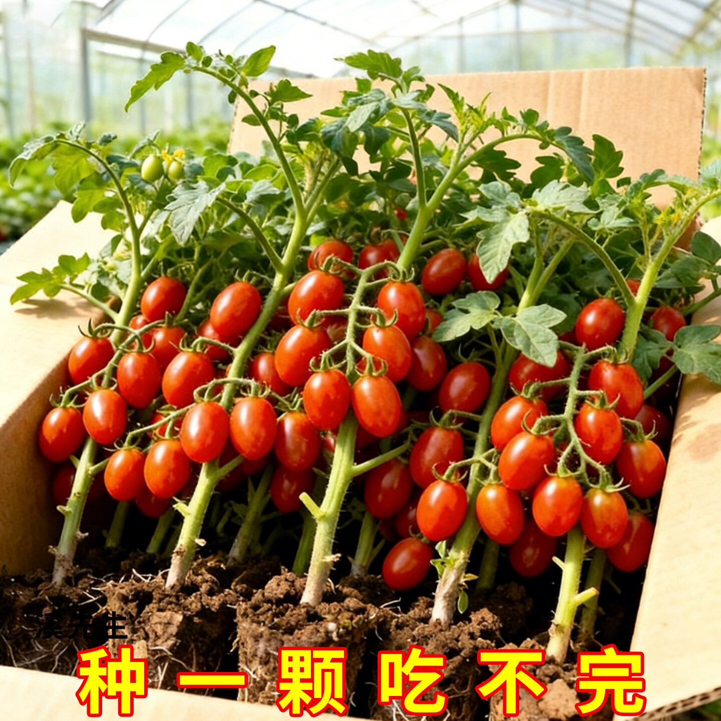 千禧圣女果苗秧瀑布小番茄苗樱桃西红柿苗矮生黄色四季盆栽蔬菜苗
