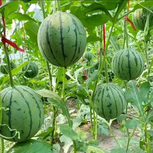 均可种植绿皮红壤 水果高产种籽阳台庭院夏四季 盆栽红玉小西瓜