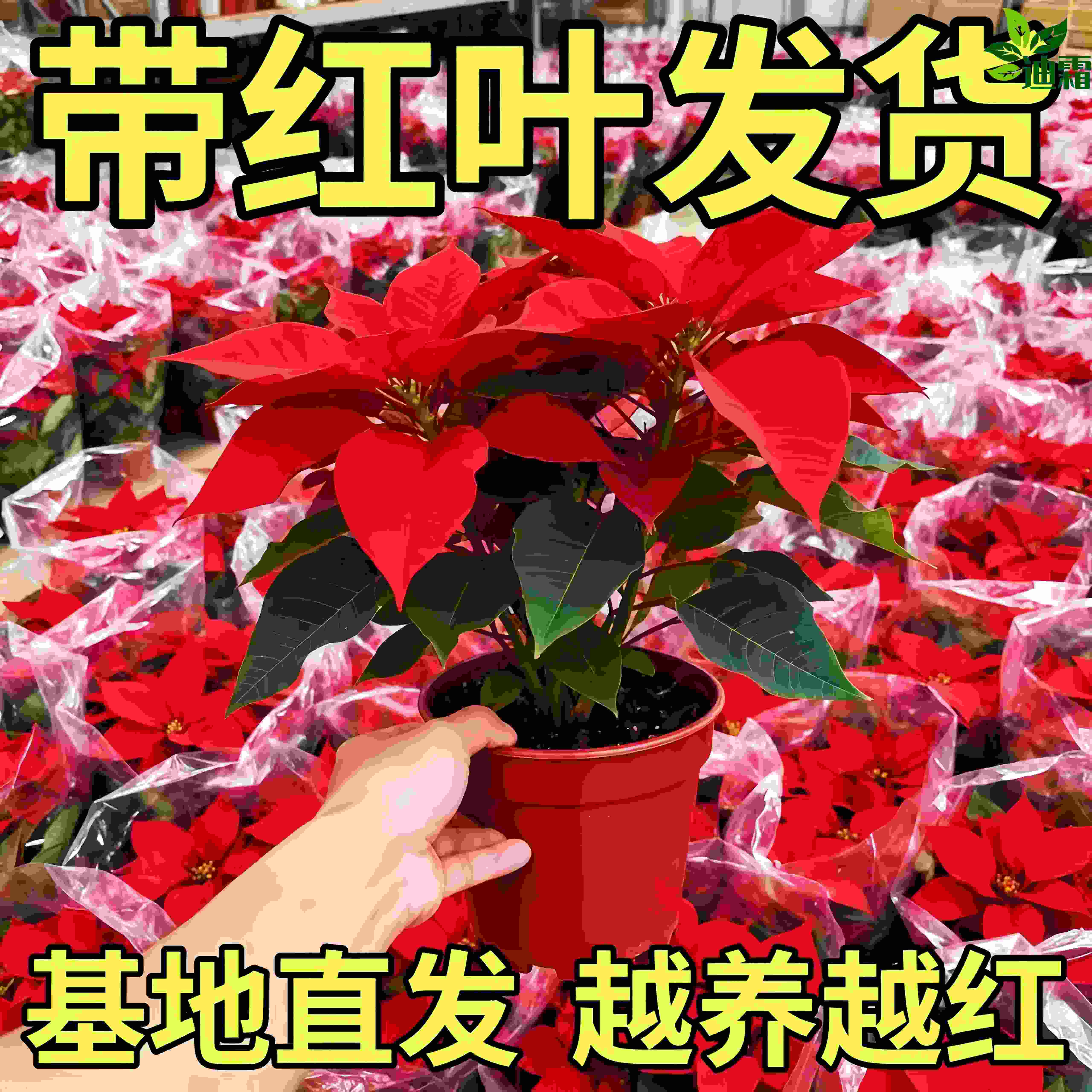 一品红盆栽室内花卉绿植客厅桌面四季好养耐阴鲜花植物吉利红盆景