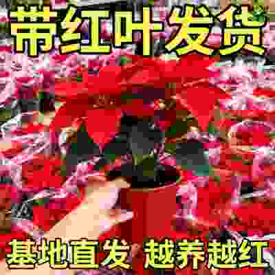 一品红盆栽室内花卉绿植客厅桌面四季好养耐阴鲜花植物吉利红盆景