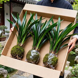 十大兰花四季名贵花卉墨兰精品绿植带花苞盆栽植物适合室内种的花