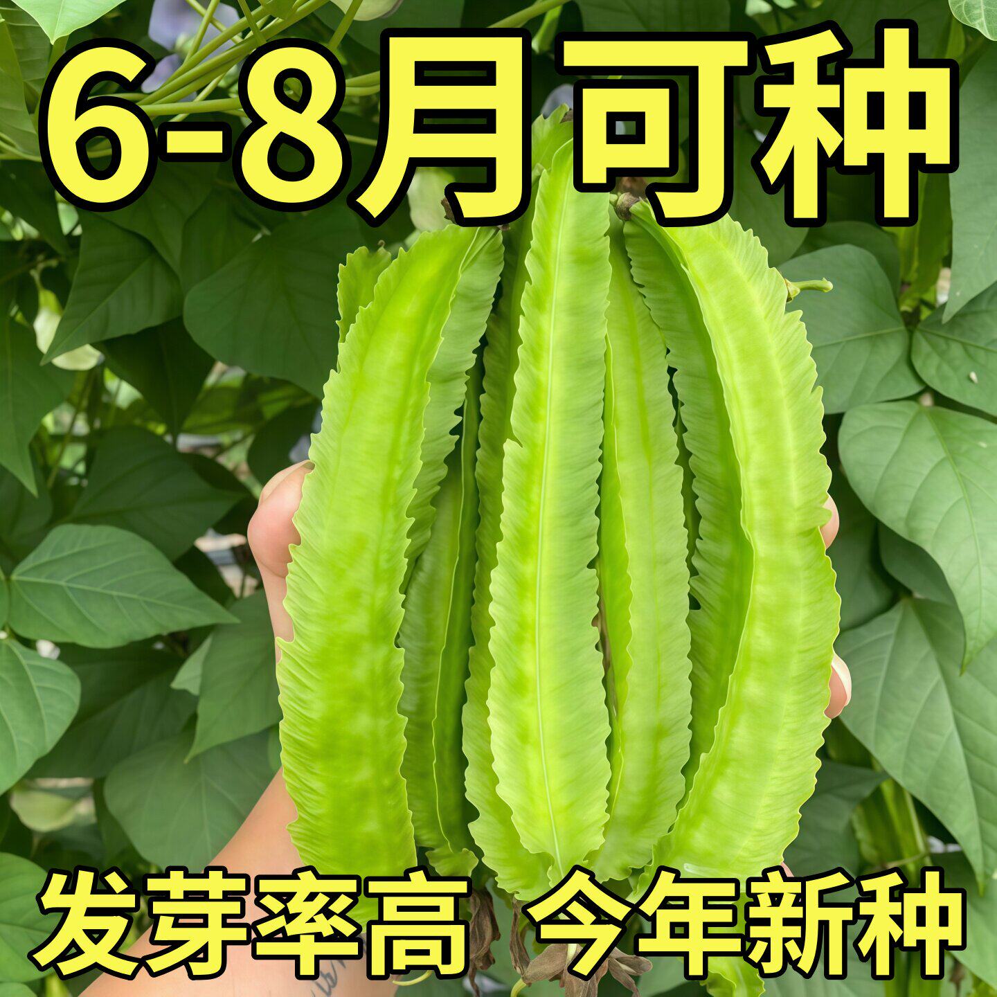 高产四棱豆种子苗高产豆角四角豆皇帝豆种籽阳台春四季播蔬菜种子