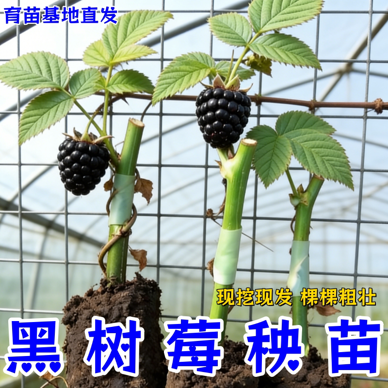 嫁接黑树莓苗扦插果树苗南北方盆栽地栽当年结果香甜多汁树莓秧苗