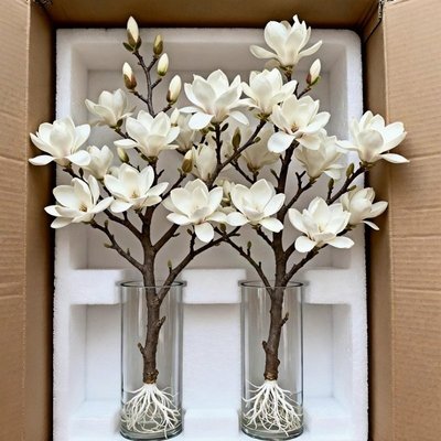 水培白玉兰花鲜枝浓香室内阳台植物办公室绿植好养活四季年宵花