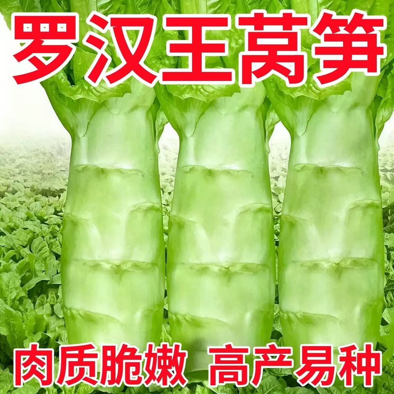 罗汉王莴笋种子青皮青肉竹节香莴笋耐热耐寒秋冬季尖叶绿心莴苣种