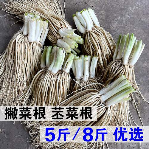 可种植新鲜菜苤菜根云南撇菜根大韭菜牛皮菜煲汤佤味鸡爪麻辣菜根