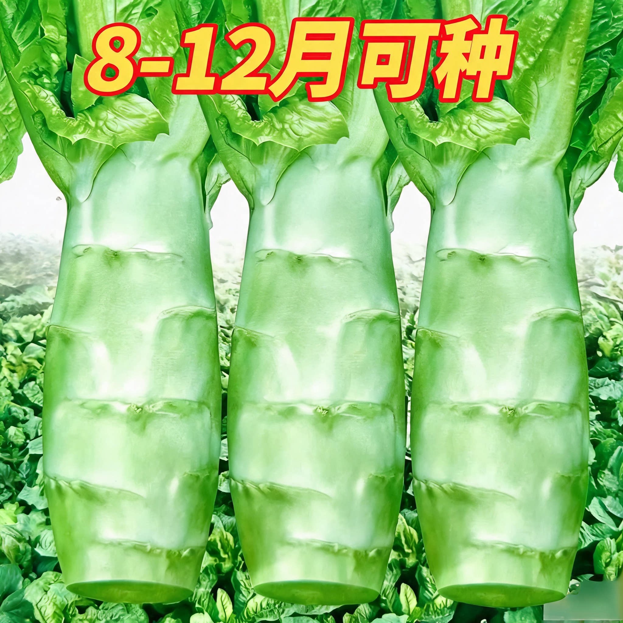 罗汉王莴笋种子四季圆叶竹节短粗鸡腿莴笋种籽耐热农家蔬菜种孑