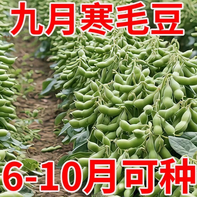 九月寒大粒毛豆种子晚熟高产重阳菜豆青皮黄豆嫩毛豆种籽蔬菜种孑