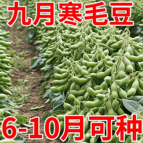 九月寒大粒毛豆种子晚熟高产重阳菜豆青皮黄豆嫩毛豆种籽蔬菜种孑