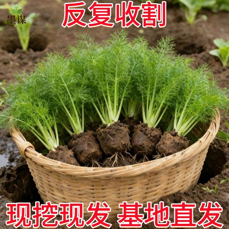 新鲜茴香菜现摘茴香苗不带根包饺子馅料农家小茴香菜蔬菜,鲜花速递/花卉仿真/绿植园艺,红掌/凤梨/温室花卉,淘宝优惠券,粉丝福利购,淘宝优惠卷