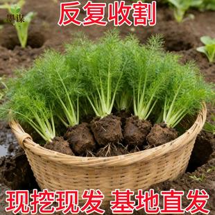 新鲜茴香菜现摘茴香苗不带根包饺子馅料农家小茴香菜蔬菜