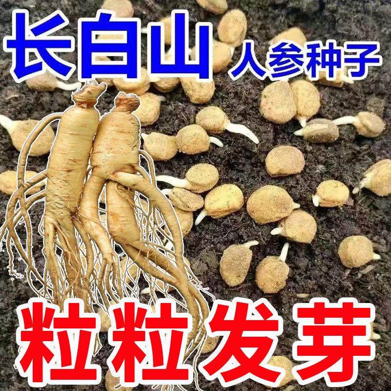 人参种籽子长白山野山参人参种子滋补材人参种孑庭院阳台盆栽