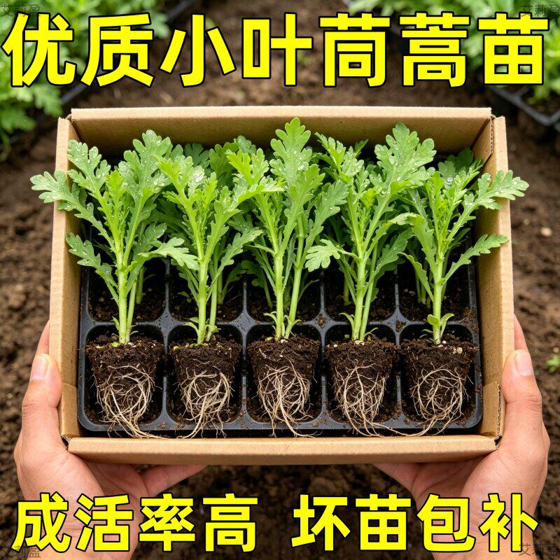 茼蒿苗小叶茼蒿秧苗幼苗四季蔬菜苗耐寒油菜苗莴笋苗菜苔苗生菜苗