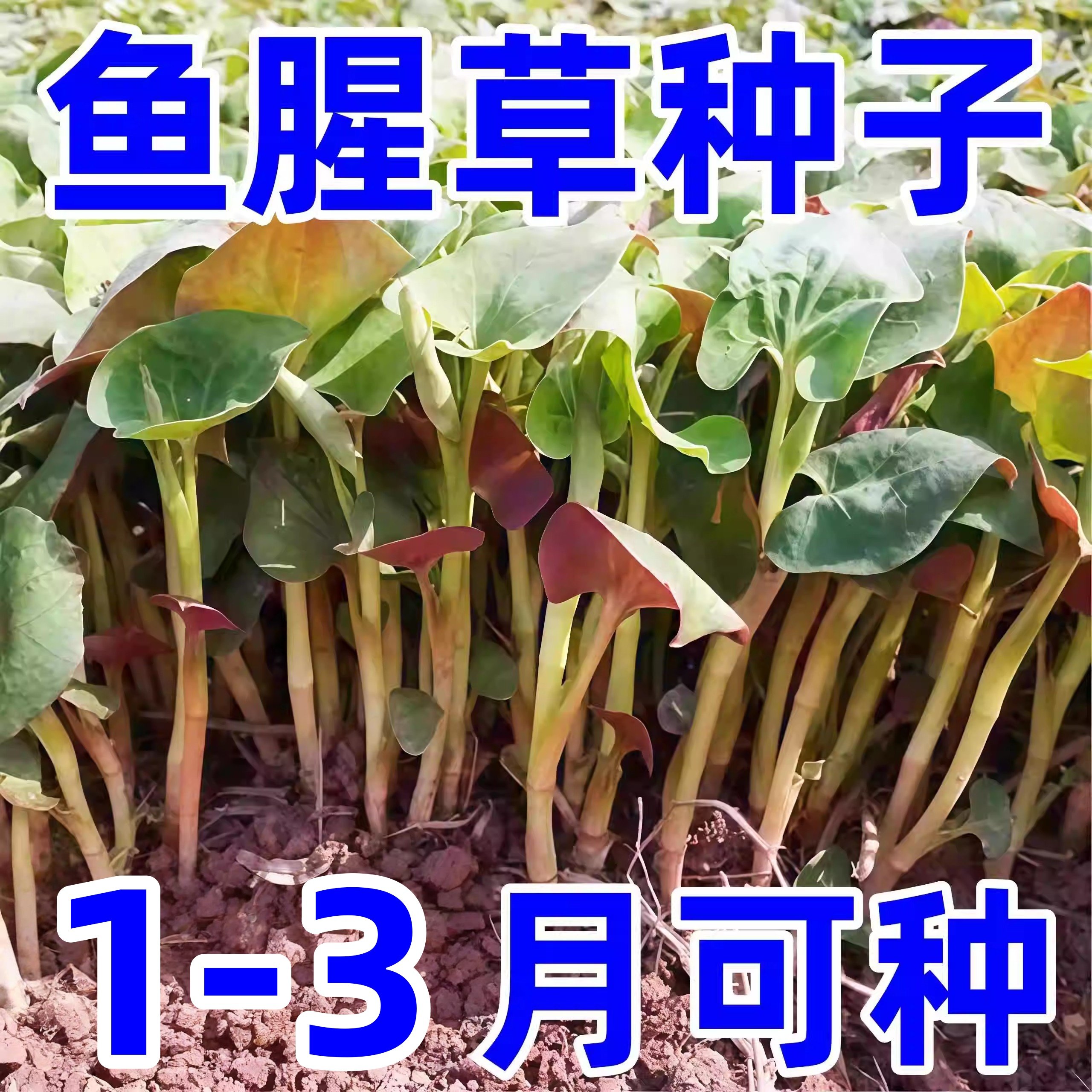 野生鱼腥草种子种苗+四川正宗新鲜折耳根苗家庭园艺四季盆栽,鲜花速递/花卉仿真/绿植园艺,红掌/凤梨/温室花卉,淘宝优惠券,粉丝福利购,淘宝优惠卷