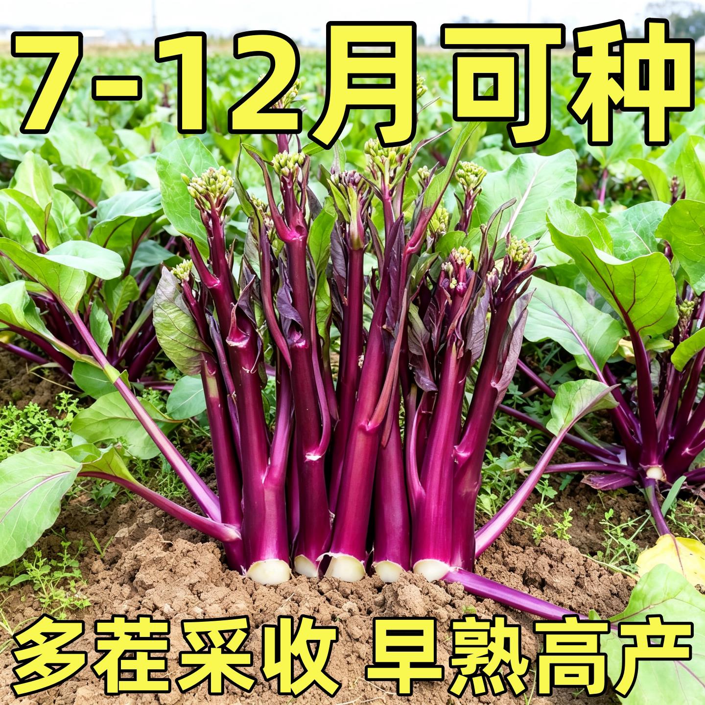 红菜苔种子正品高产早熟红杆红菜心种籽耐寒阳台庭院四季蔬菜种子