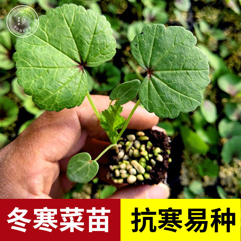 冬寒菜种子糯米冬寒菜籽冬苋菜高钙菜盆栽菜秋冬季四季蔬菜苗孑