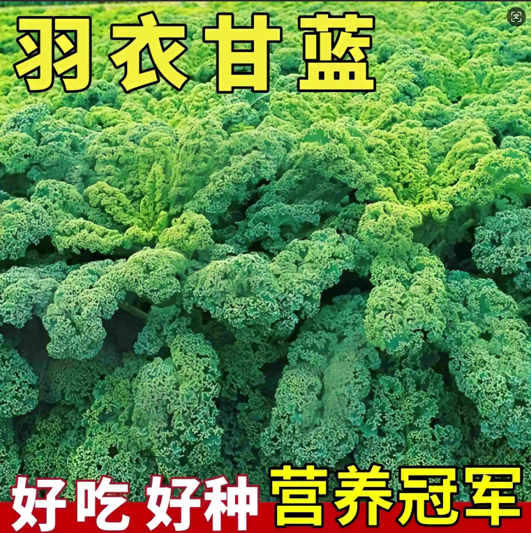 秋播高产羽衣甘蓝种孑种子紫色蔬菜种籽四季食用耐寒盆栽阳台易活