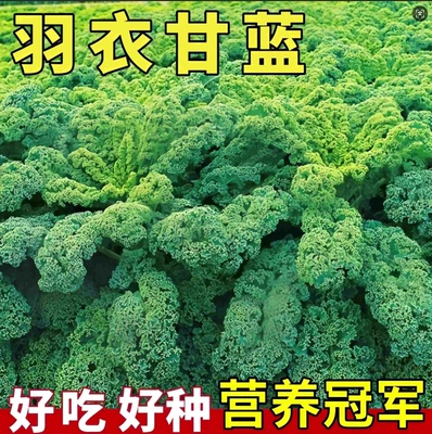 秋播高产羽衣甘蓝种孑种子紫色蔬菜种籽四季食用耐寒盆栽阳台易活