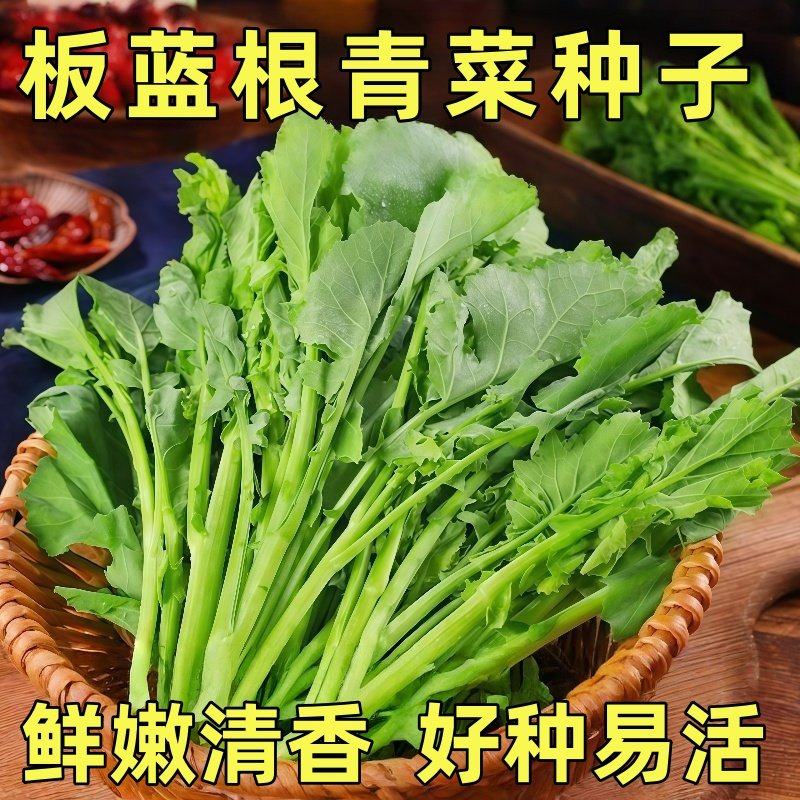 板蓝根种子青菜乌斯曼种板蓝根菘油1号籽种四季种植阳台蔬菜种孑,鲜花速递/花卉仿真/绿植园艺,种苗/半成品盆栽,淘宝优惠券,粉丝福利购,淘宝优惠卷