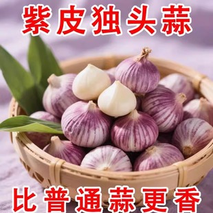 【精选高产】紫皮独头蒜种子云南蒜种籽圆头蒜种大蒜高产量独头蒜