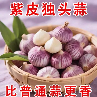【精选高产】紫皮独头蒜种子云南蒜种籽圆头蒜种大蒜高产量独头蒜