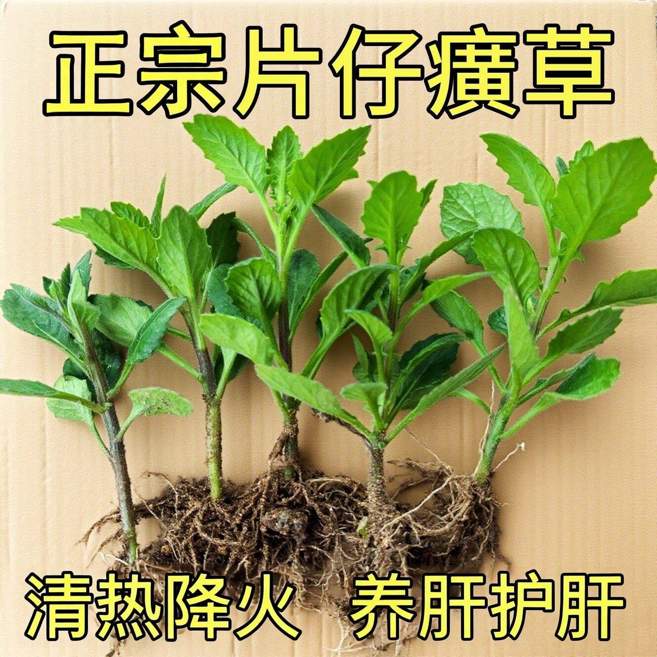 阳台庭院盆栽片仔癀草可食用白凤菜苗药材养生菜苗好种易活白当归