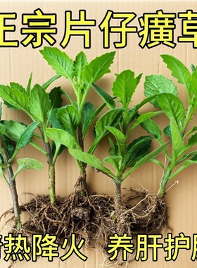 片仔癀草可食用白凤菜苗阳台庭院盆栽药材养生菜苗好种易活白当归