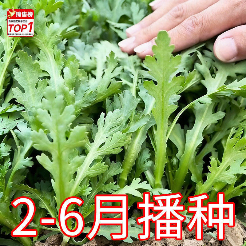 茼蒿菜种子小叶菜籽大叶皇帝菜高产带土秧苗中叶四季农家春播阳台