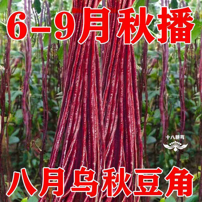 乌秋豆角种子八月紫红豇豆角十月红农家老品种蔬菜籽春夏秋高产