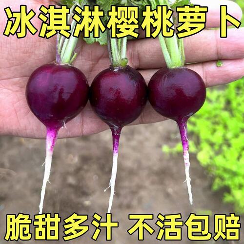 冰激凌樱桃萝卜种子阳台盆栽迷你紫色小萝卜种孑四季高产蔬菜种籽