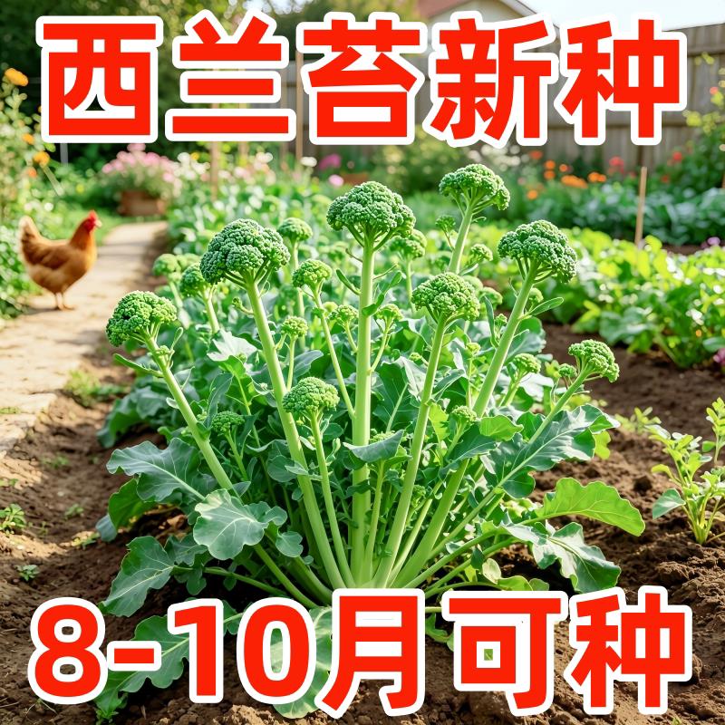 云南新鲜兰花苔西兰花苔芥蓝菜农家自种西兰花脆嫩兰花菜苔新鲜