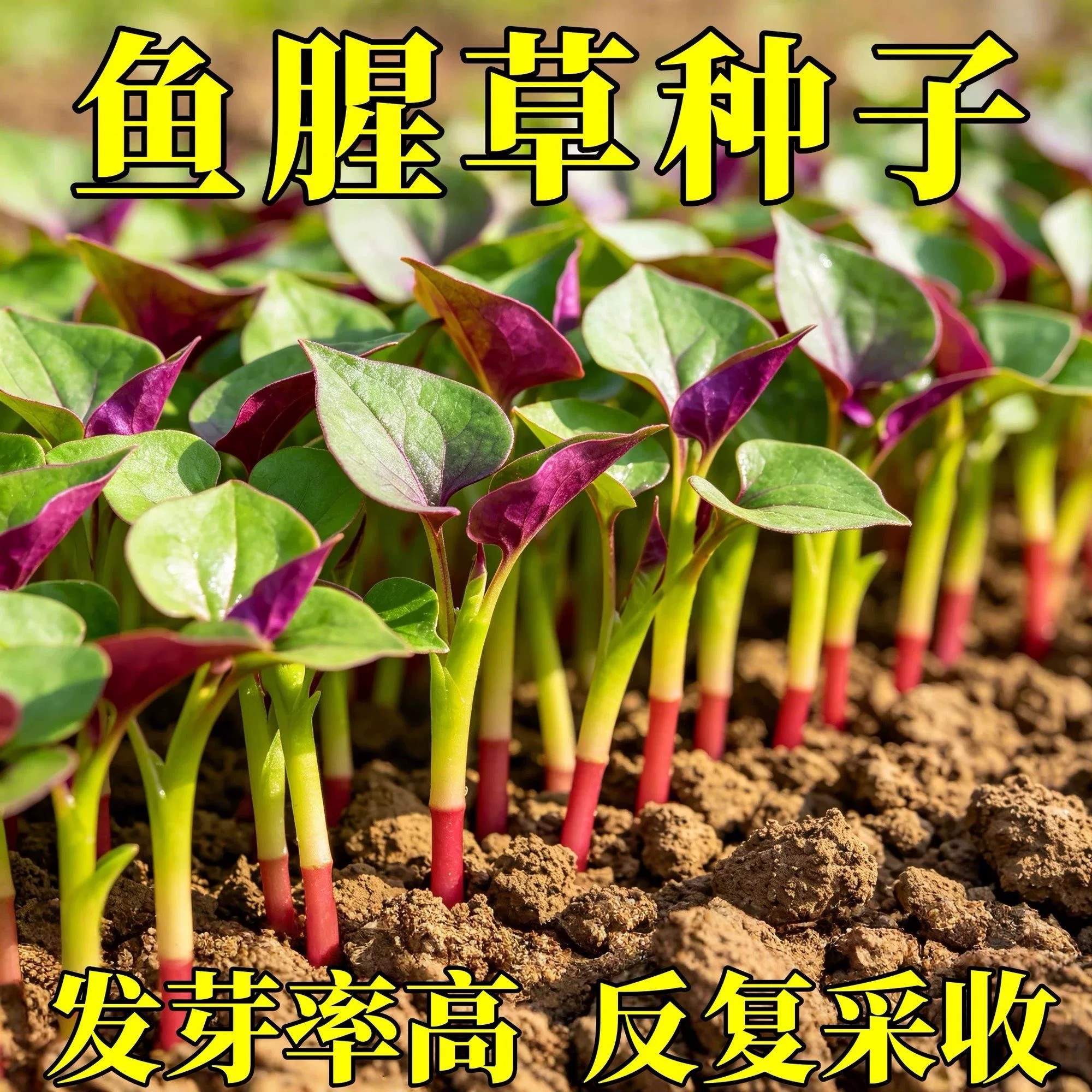 鱼腥草种子种籽折耳根种根种苗新鲜盆栽四季贵州云南四川包邮