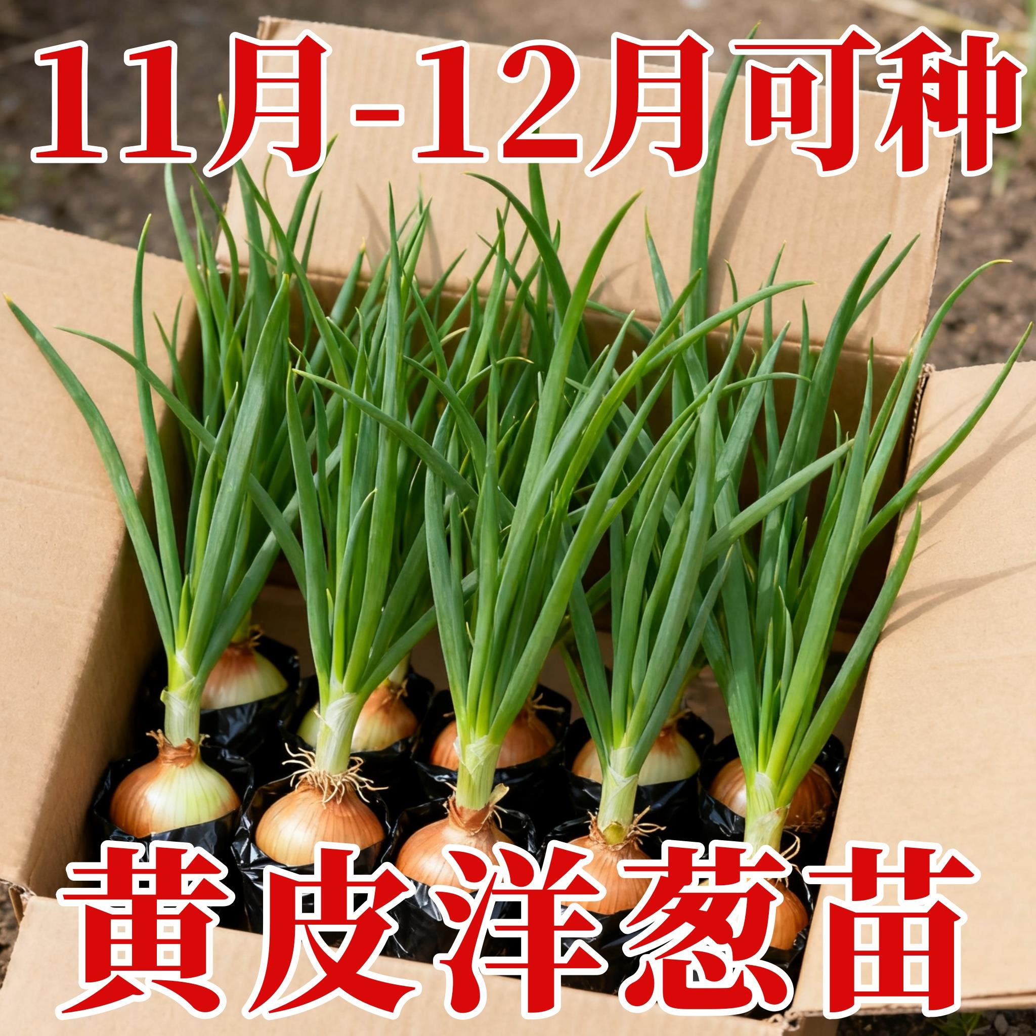 黄皮洋葱种苗四季种植紫皮圆葱阳台葱种籽农家秋冬季蔬菜种苗大全