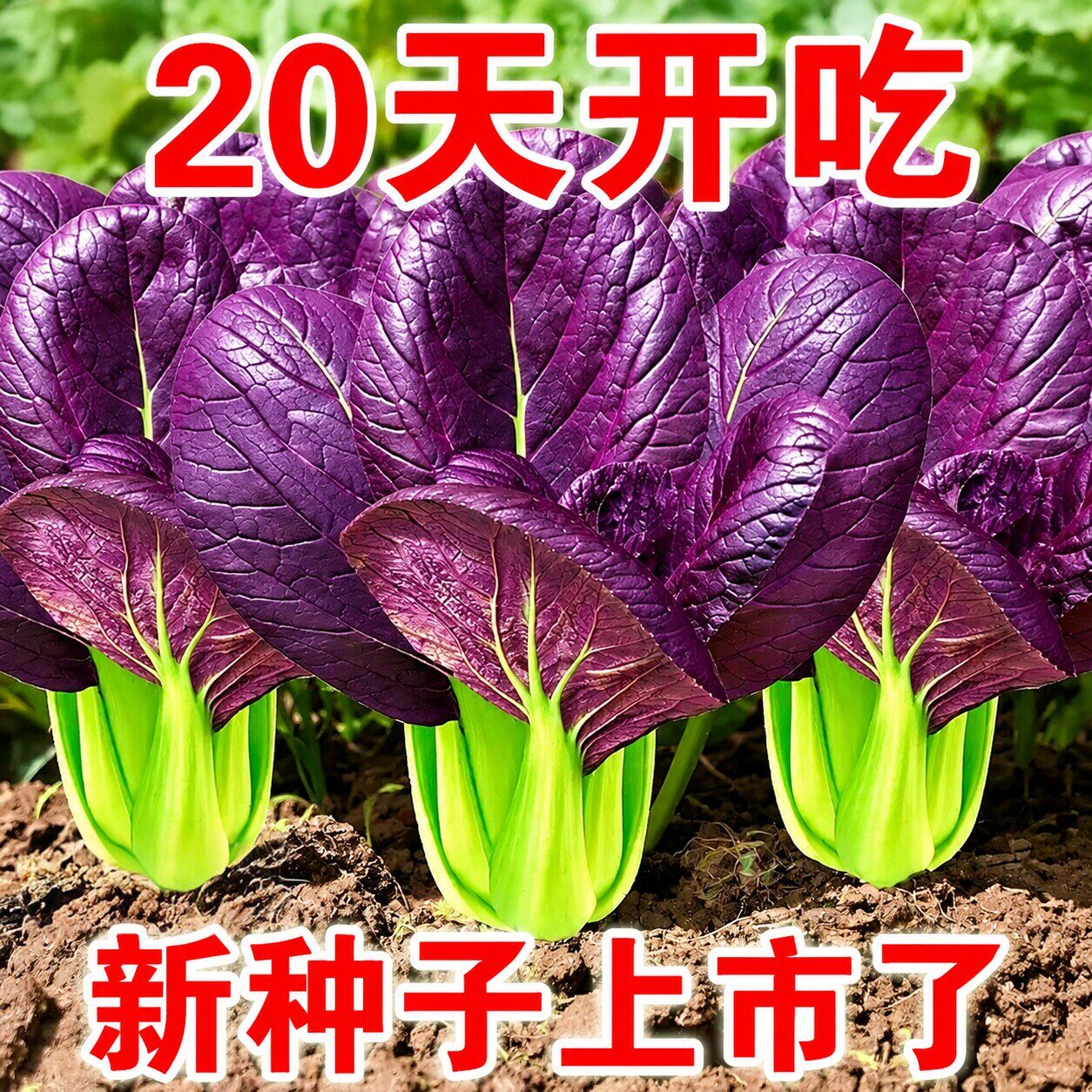 紫罗兰油菜种子紫色上海青小青菜种籽秋冬季阳台田园耐热蔬菜种子
