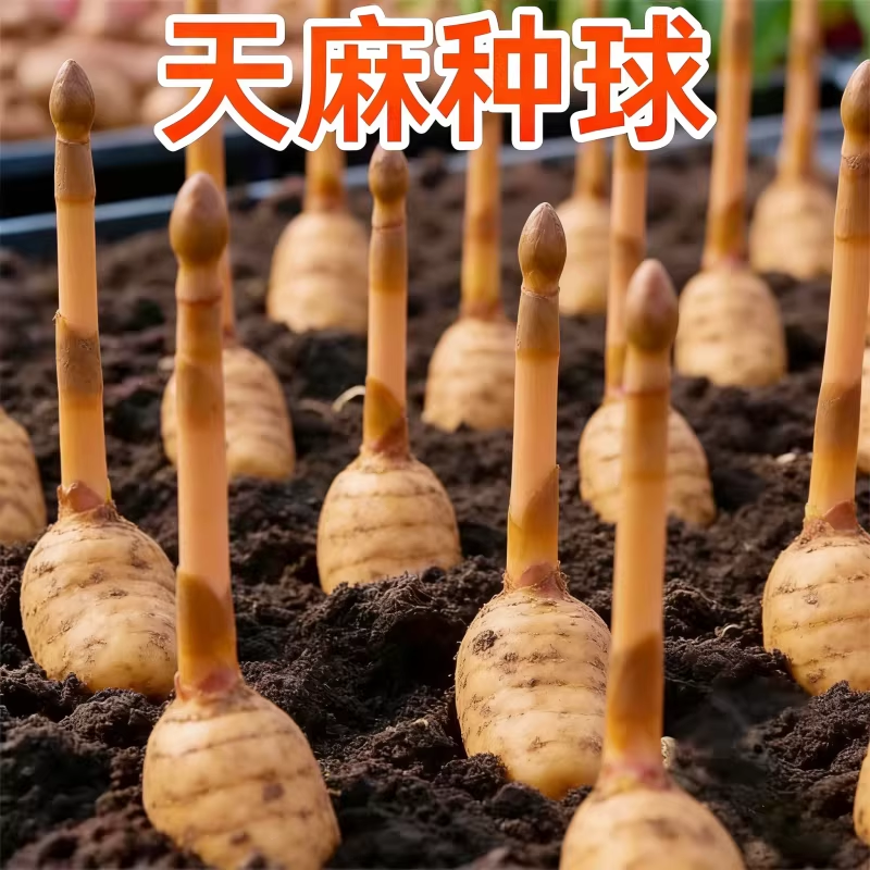 天麻种植苗种子正宗高产天麻种球0代种新鲜现挖高产室内室外阳台