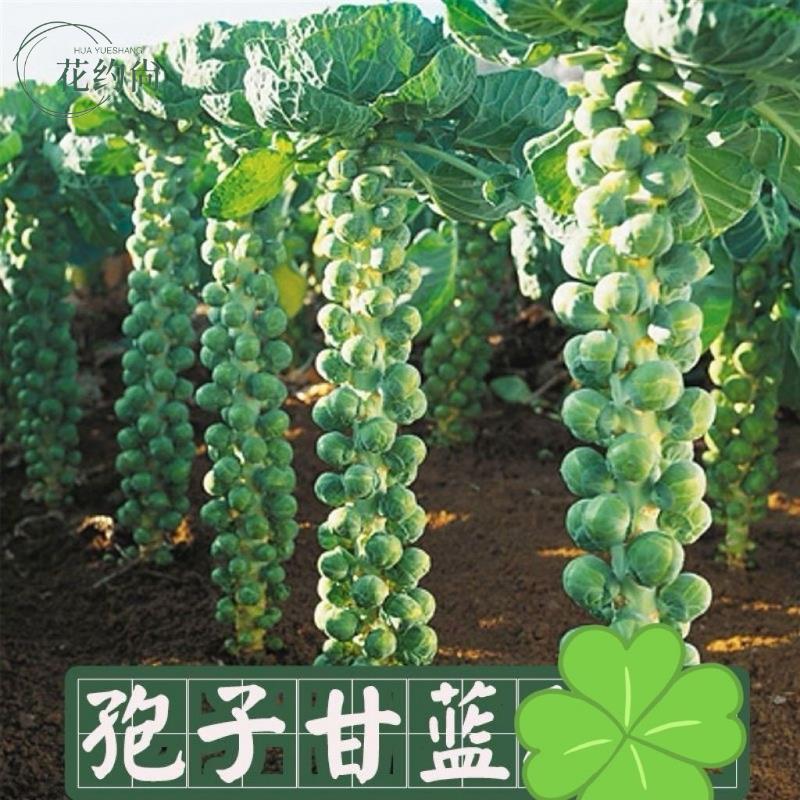 孢子甘蓝一年四季茽抱子甘蓝小包菜卷心菜包心菜秋冬蔬菜