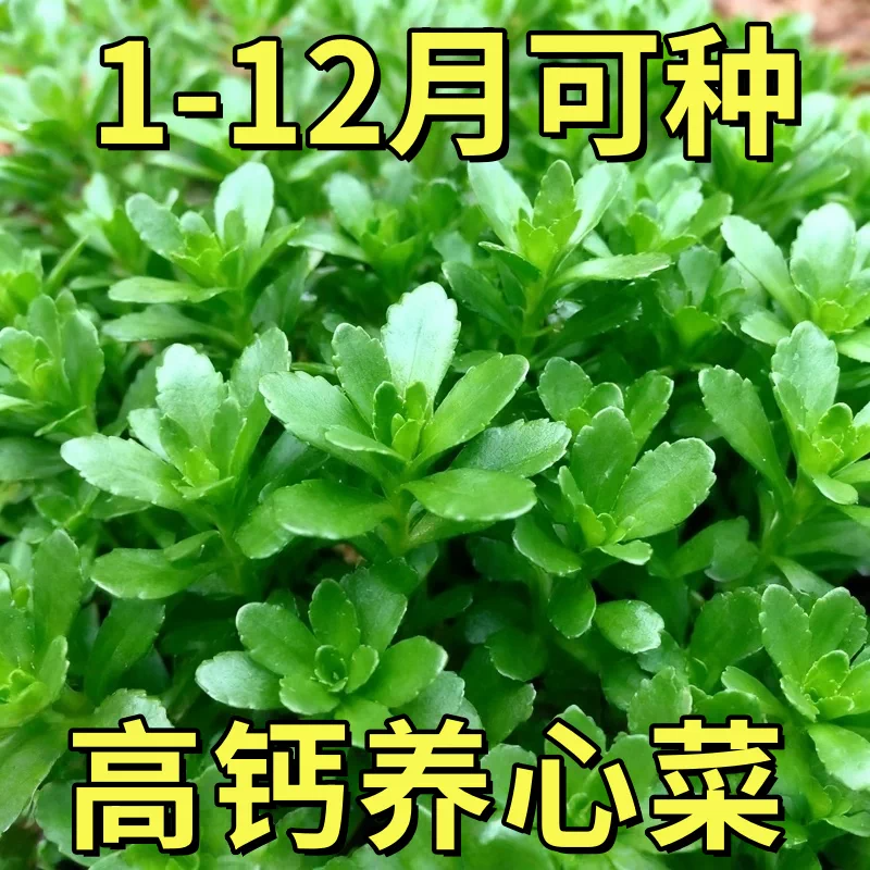 高钙养心菜种子救心菜阳台四季盆栽蔬菜易种高产蔬菜养生菜种籽