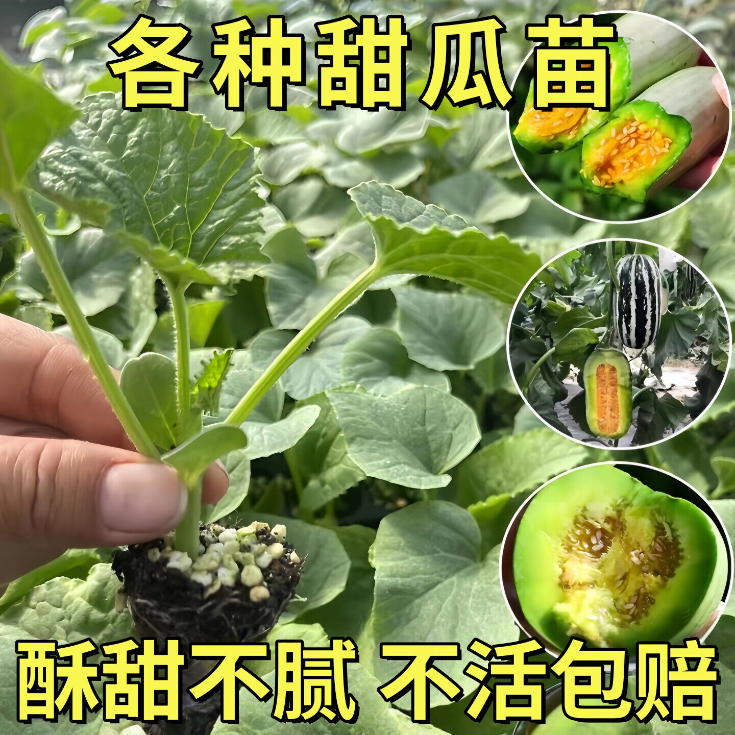 正品羊角蜜超甜香瓜苗四季薄皮高产酥瓜苗甜宝博洋甜瓜秧苗原土发