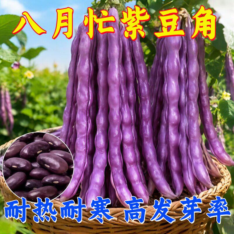 八月忙豆角种子冻死鬼耐寒耐热高产无筋四季豆摘不败秋紫豆豆角