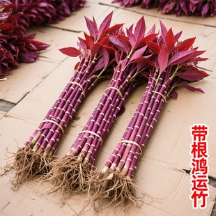 富贵竹水培植物紫竹鸿运竹带根粗杆龙竹客厅招财竹子室内转运绿植